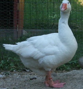 goose-thankw-280x300.jpg